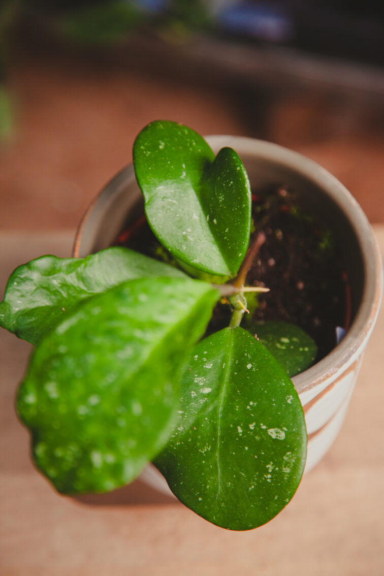 Zdjęcie rosliny doniczkowej Hoya obovata, ujęcie 1