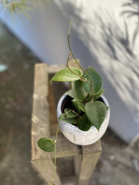 Zdjęcie rosliny doniczkowej Hoya parasitica Splash, ujęcie 1