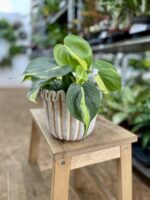 Zdjęcie doniczki lub oslonki: Osłonka Cake 12 × 0 cm, ujęcie 2