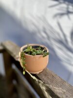 Zdjęcie rosliny doniczkowej Peperomia Prostrata, ujęcie 1