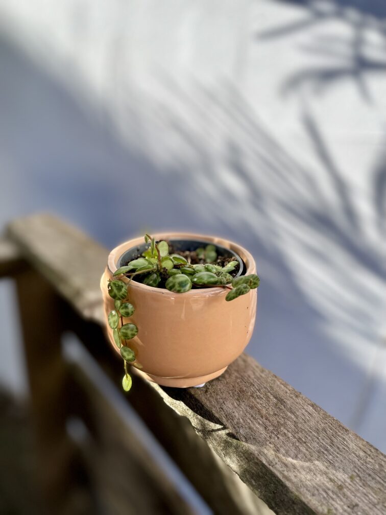 peperomia-prostrata_6x10-1_1708088155.jpg Zdjęcie rosliny doniczkowej Peperomia Prostrata, ujęcie 1