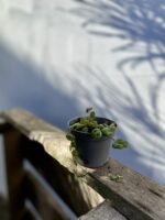 Zdjęcie rosliny doniczkowej Peperomia Prostrata, ujęcie 2