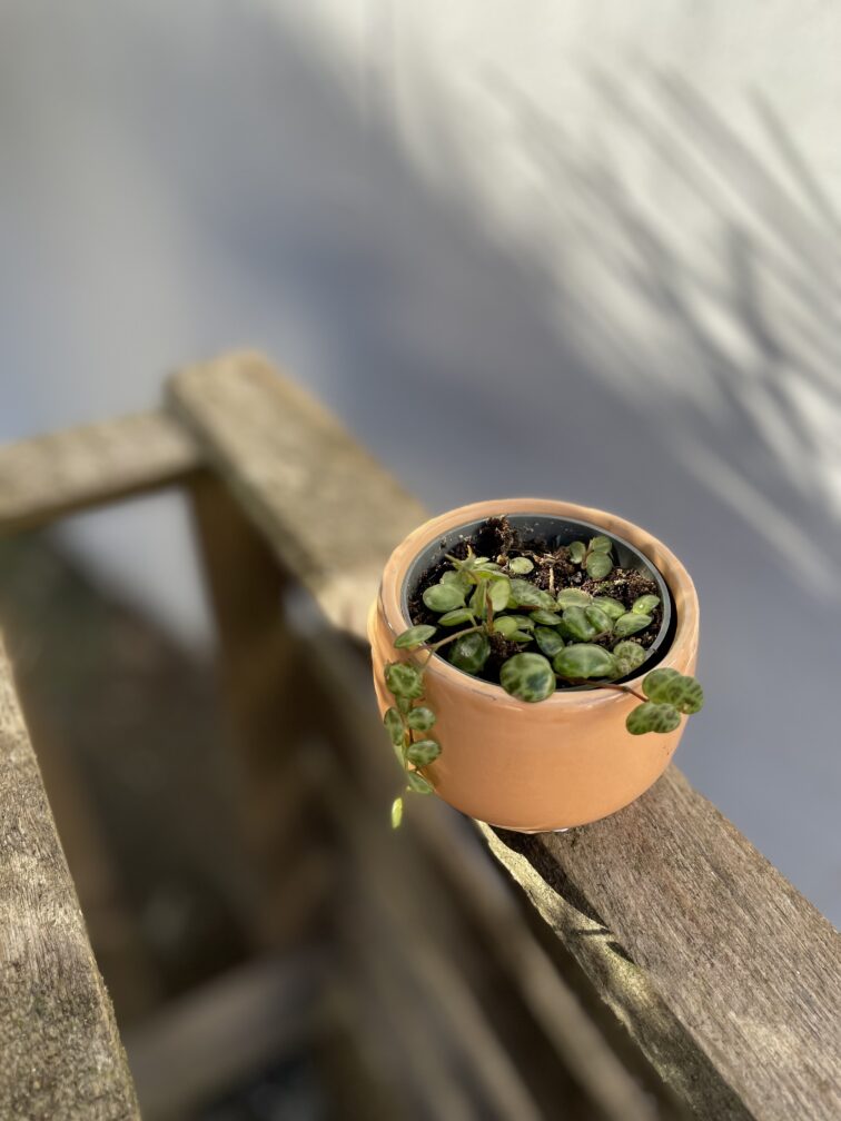 Zdjęcie rosliny doniczkowej Peperomia Prostrata, ujęcie 3