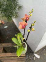 Zdjęcie rosliny doniczkowej Phalaenopsis Surfsong, ujęcie 2