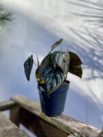 Zdjęcie rosliny doniczkowej Philodendron brandtianum, ujęcie 3