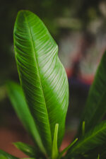 Zdjęcie rosliny doniczkowej Philodendron campii Lynette, ujęcie 3