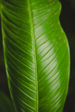 Zdjęcie rosliny doniczkowej Philodendron campii Lynette, ujęcie 4