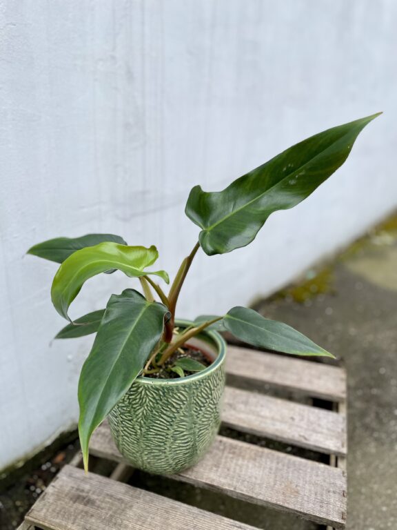 Zdjęcie rosliny doniczkowej Philodendron mexicanum, ujęcie 1