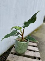 Zdjęcie rosliny doniczkowej Philodendron mexicanum, ujęcie 2