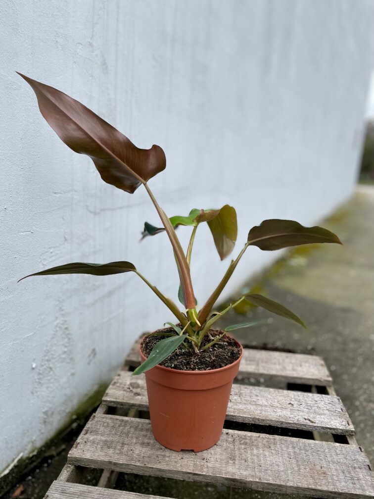 Zdjęcie rosliny doniczkowej Philodendron mexicanum, ujęcie 3