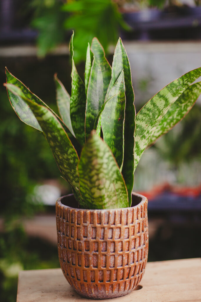 snake plant yellow leaves Yellow Striped Snake Plant main image 1