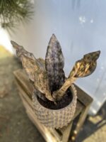 Zdjęcie rosliny doniczkowej Sansevieria kirkii Coppertone, ujęcie 2