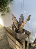 Zdjęcie rosliny doniczkowej Sansevieria kirkii Coppertone, ujęcie 3