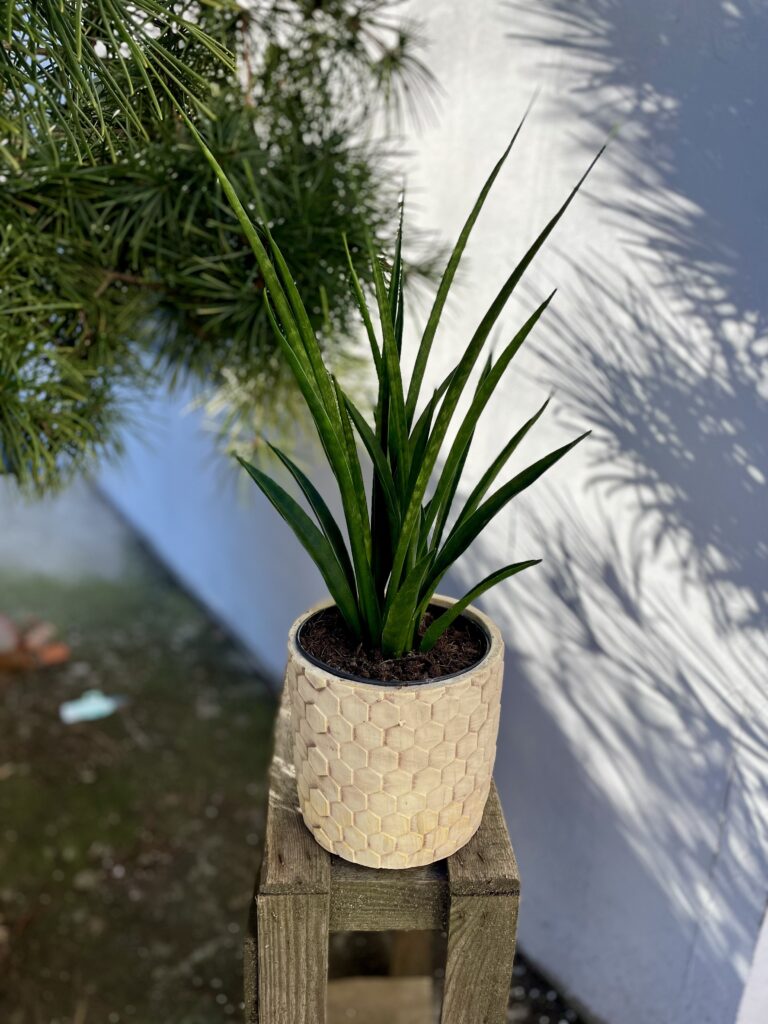 Sansevieria Kirkii Friends - Jungle Boogie
