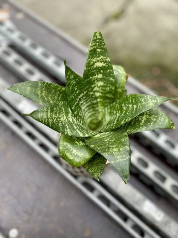 Zdjęcie rosliny doniczkowej Sansevieria trifasciata Hahnii, ujęcie 1