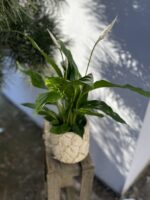 Zdjęcie rosliny doniczkowej Spathiphyllum Bingo Cupido (Skrzydłokwiat), ujęcie 3