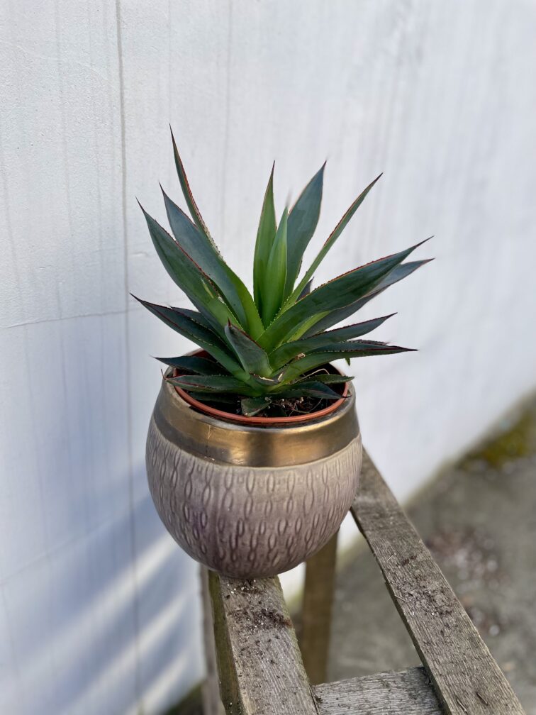 Zdjęcie rosliny doniczkowej Agawa Shaka Zulu, ujęcie 1