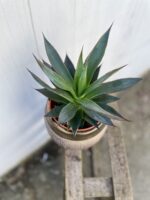 Zdjęcie rosliny doniczkowej Agawa Shaka Zulu, ujęcie 2