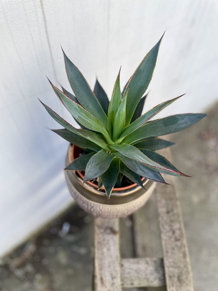 Zdjęcie rosliny doniczkowej Agawa Shaka Zulu, ujęcie 2