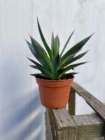 Zdjęcie rosliny doniczkowej Agawa Shaka Zulu, ujęcie 3