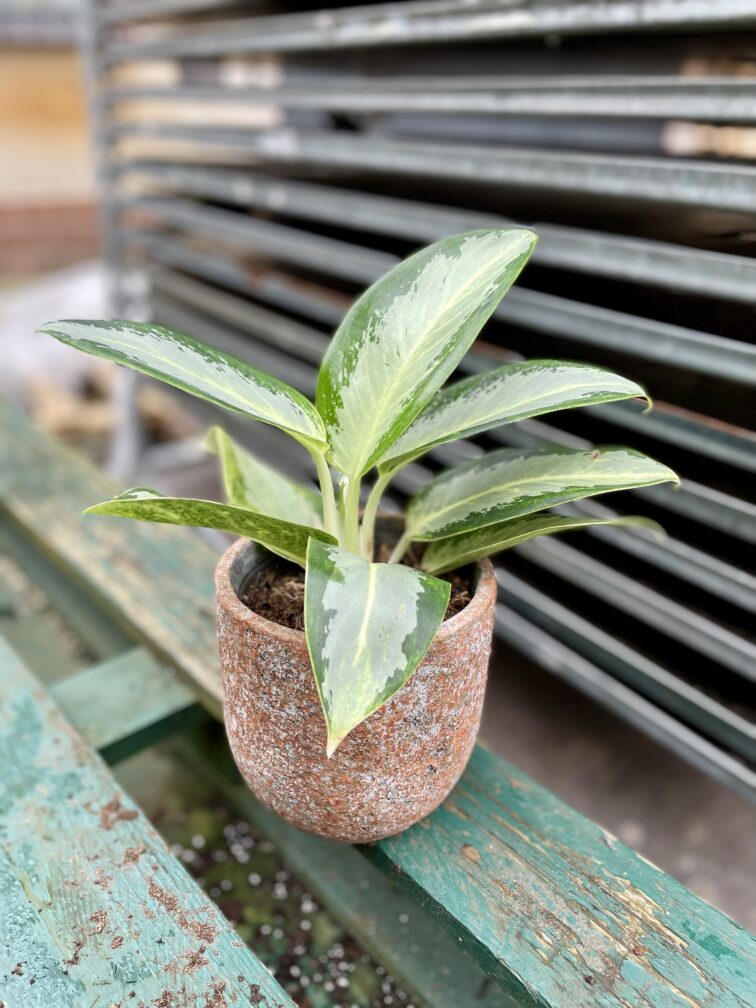 Zdjęcie rosliny doniczkowej Aglaonema Green Bowl, ujęcie 1