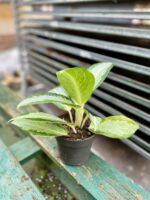 Zdjęcie rosliny doniczkowej Aglaonema Green Bowl, ujęcie 2