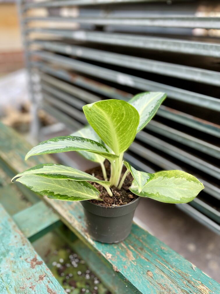 Zdjęcie rosliny doniczkowej Aglaonema Green Bowl, ujęcie 2