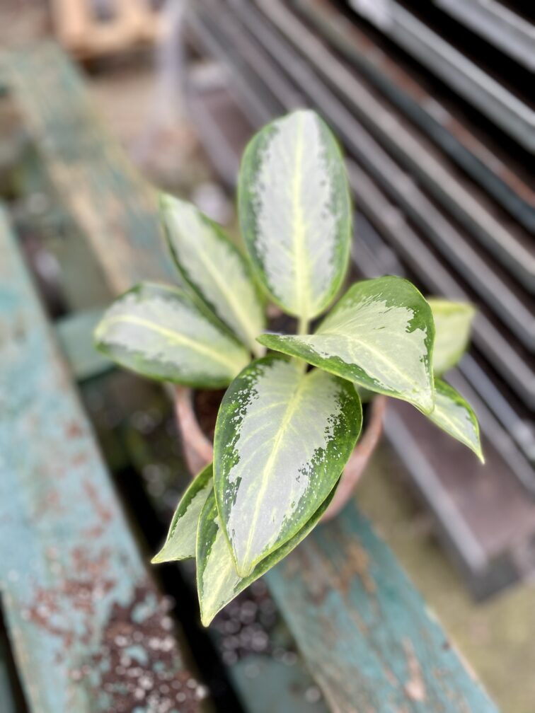 Zdjęcie rosliny doniczkowej Aglaonema Green Bowl, ujęcie 3