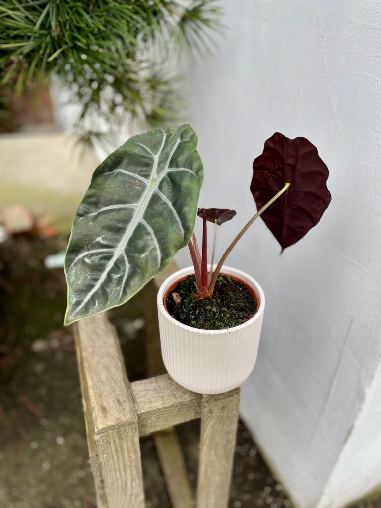 Alocasia chantrieri pink /アロカシア シャントリエリ③