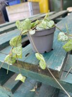 Zdjęcie rosliny doniczkowej Ceropegia woodii Durban 6x6, ujęcie 1