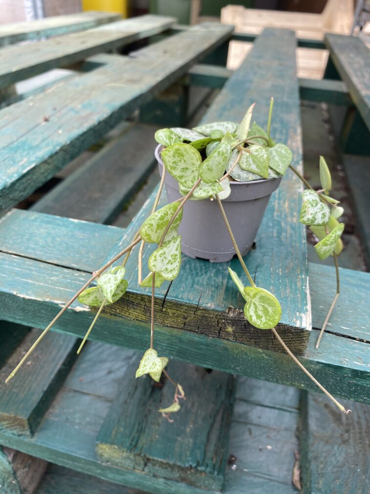 Zdjęcie rosliny doniczkowej Ceropegia woodii Durban 6x6, ujęcie 2