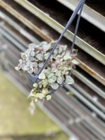 Zdjęcie rosliny doniczkowej Ceropegia woodii Marlies variegata, ujęcie 1