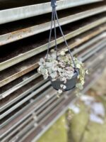 Zdjęcie rosliny doniczkowej Ceropegia woodii Marlies variegata, ujęcie 2