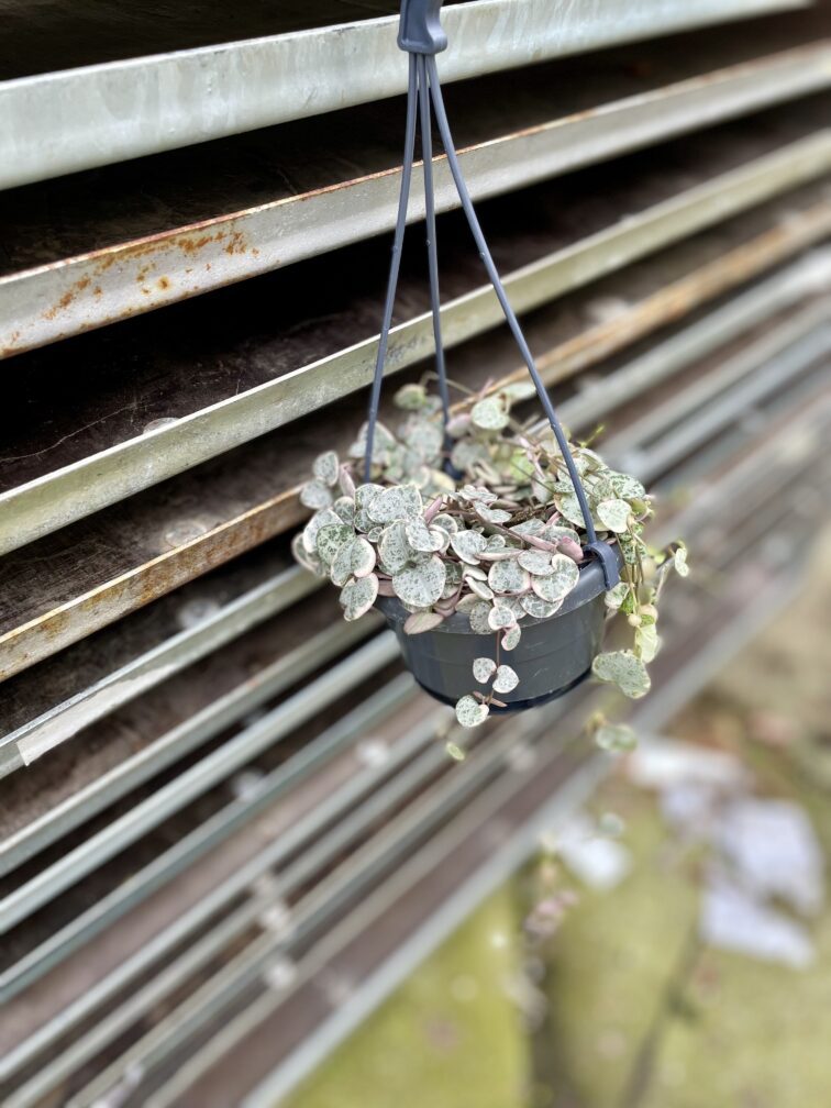 Zdjęcie rosliny doniczkowej Ceropegia woodii Marlies variegata, ujęcie 2