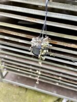 Zdjęcie rosliny doniczkowej Ceropegia woodii Marlies variegata, ujęcie 3