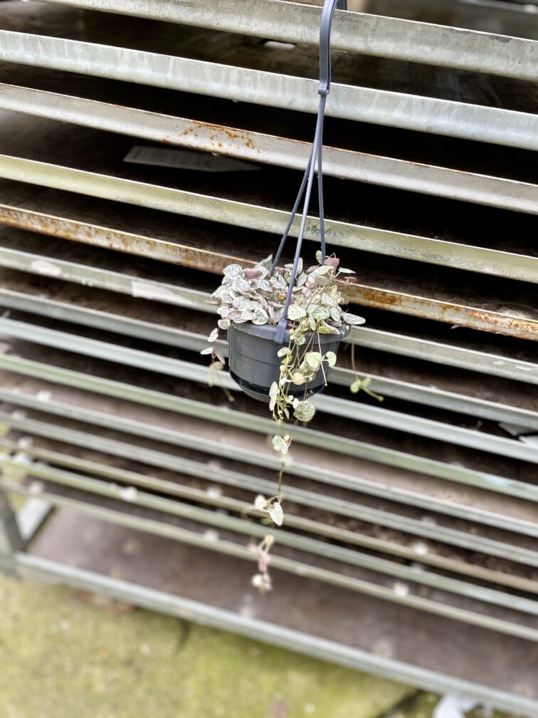 Zdjęcie rosliny doniczkowej Ceropegia woodii Marlies variegata, ujęcie 3