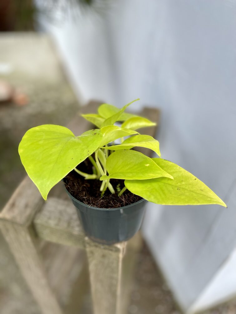 Zdjęcie rosliny doniczkowej Epipremnum Golden Pothos (Epipremnum Neon), ujęcie 3