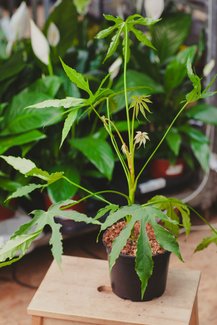 fatsia-green-fingers_17x40-1_1711793189.jpg Zdjęcie rosliny doniczkowej Fatsia Green Fingers, ujęcie 1
