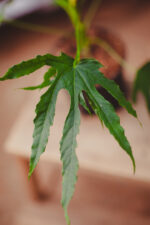 Zdjęcie rosliny doniczkowej Fatsia Green Fingers, ujęcie 2