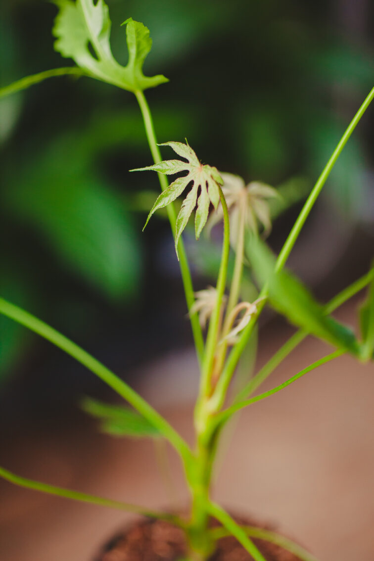 Zdjęcie rosliny doniczkowej Fatsia Green Fingers, ujęcie 3