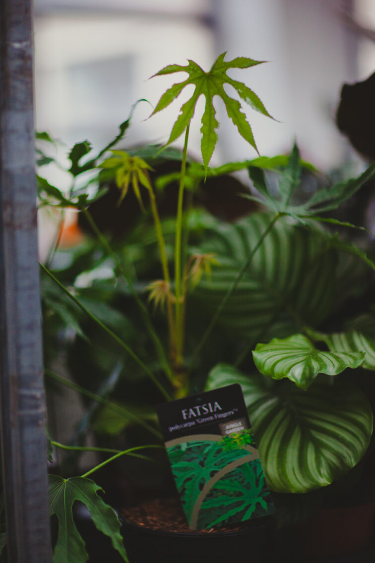 Zdjęcie rosliny doniczkowej Fatsia Green Fingers, ujęcie 4