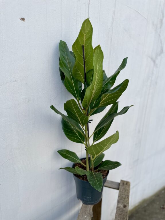 Zdjęcie rosliny doniczkowej Ficus benghalensis Audrey, ujęcie 1