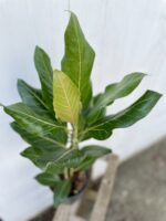 Zdjęcie rosliny doniczkowej Ficus benghalensis Audrey, ujęcie 2