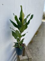 Zdjęcie rosliny doniczkowej Ficus benghalensis Audrey, ujęcie 3