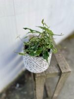 Zdjęcie rosliny doniczkowej Ficus Radicans Variegata, ujęcie 1