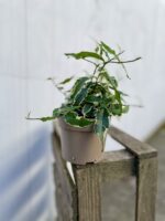 Zdjęcie rosliny doniczkowej Ficus Radicans Variegata, ujęcie 2