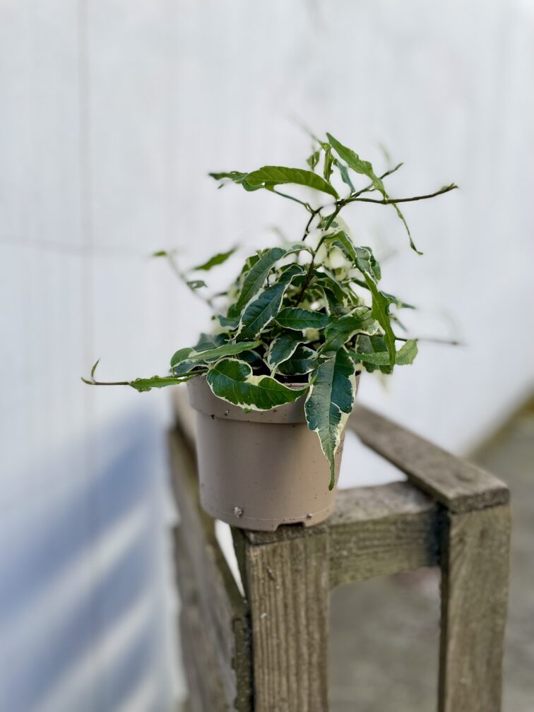Zdjęcie rosliny doniczkowej Ficus Radicans Variegata, ujęcie 2