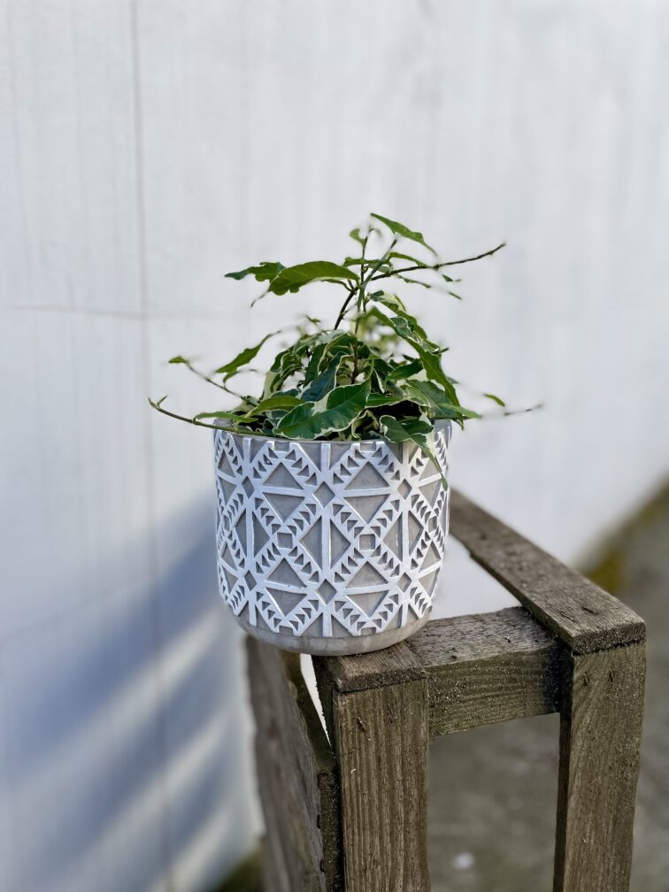 Zdjęcie rosliny doniczkowej Ficus Radicans Variegata, ujęcie 3