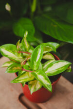 Zdjęcie rosliny doniczkowej Hoya carnosa Tricolor, ujęcie 1