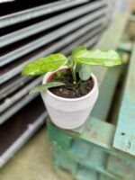 Zdjęcie rosliny doniczkowej Hoya villosa, ujęcie 2